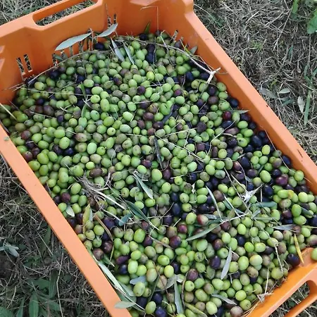 Farmház Campolungo