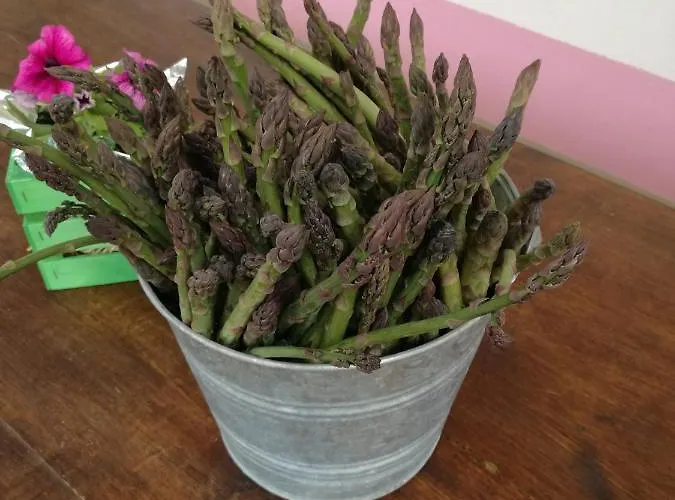 Feriegård Campolungo *